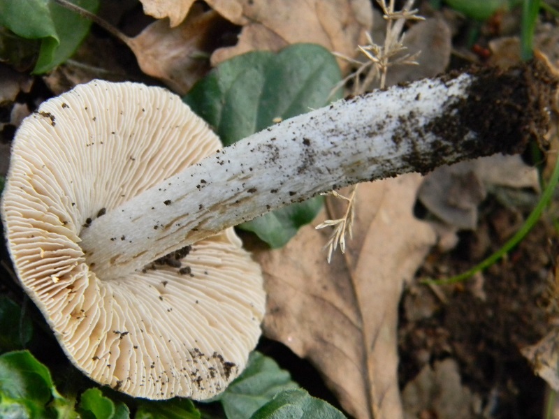 12) Fotogr. il 23.09.2014.sotto Quercia