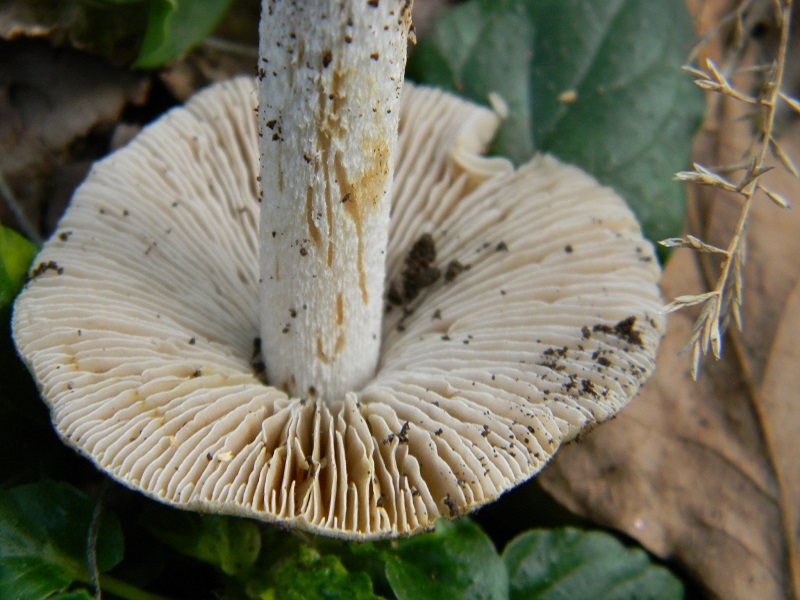 12) Fotogr. il 23.09.2014.sotto Quercia