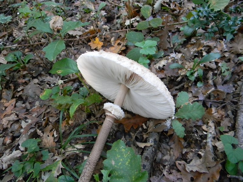 15) Fotogr il 16.11.2012. sotto Quercia