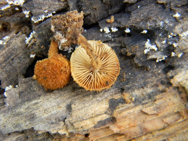 4) Fotogr.il 23.09.2014.sotto Quercia legnicolo