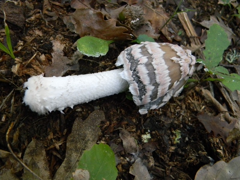 16) Fotogr. il 16.11.2012. sotto Quercia