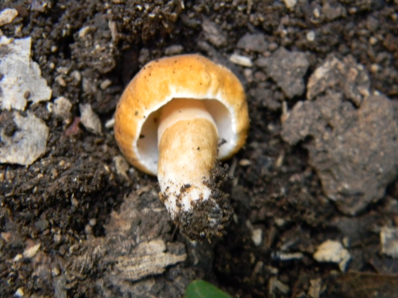 6) Fotogr. il 23.09.2014.sotto Quercia