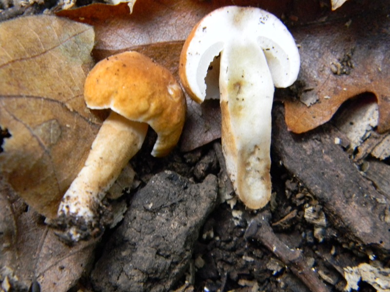 6) Fotogr. il 23.09.2014.sotto Quercia