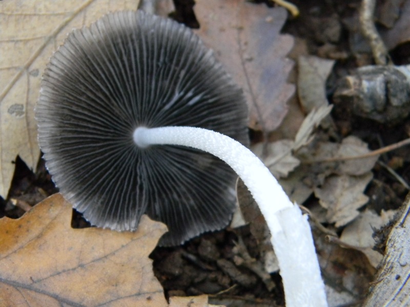 17) Fotogr. il 16.11.2012. sotto Quercia