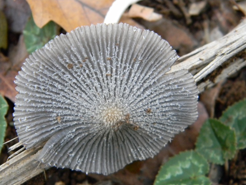 17) Fotogr. il 16.11.2012. sotto Quercia