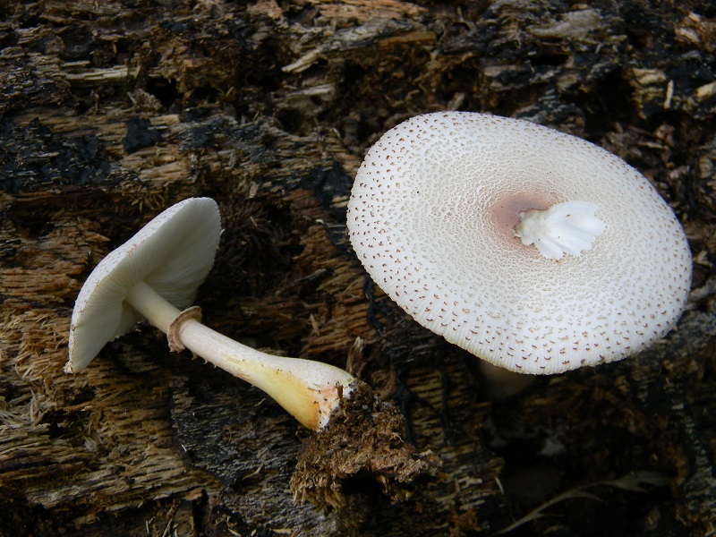 16) Fotogr.il 23.09.2014.sotto Quercia legnicolo