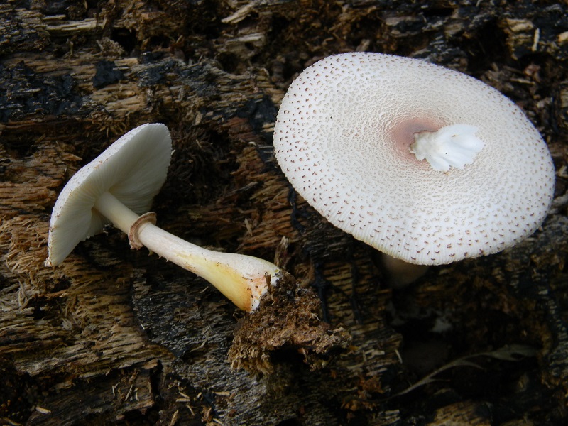 16) Fotogr.il 23.09.2014.sotto Quercia legnicolo
