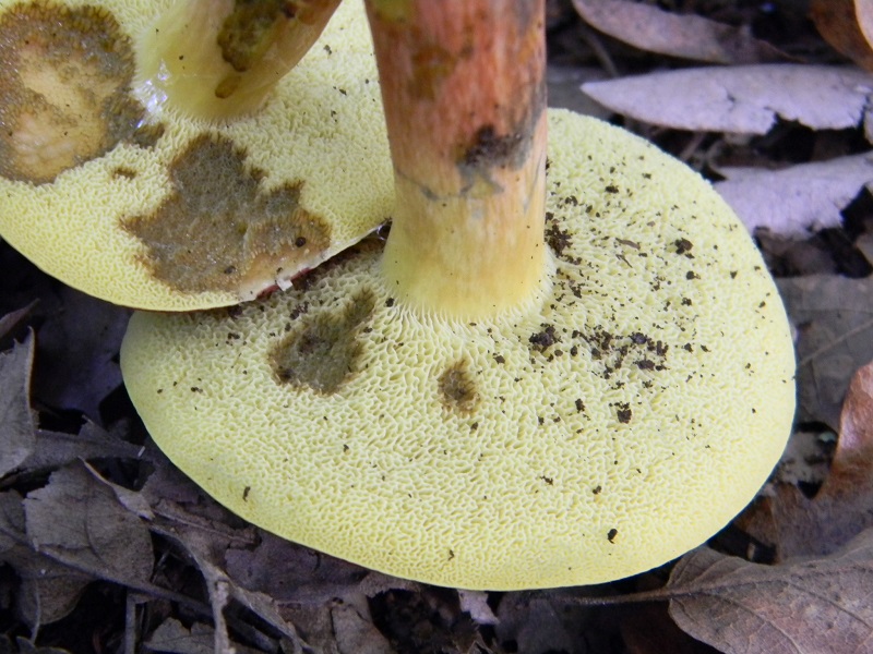 9) Fotogr. il 23.09.2014.sotto Quercia