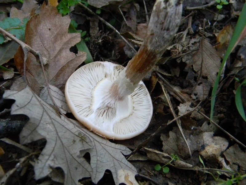 18)Fotogr il 16.11.2012. sotto Quercia