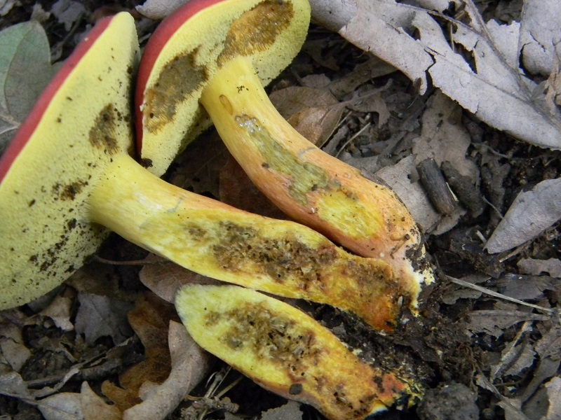 9) Fotogr. il 23.09.2014.sotto Quercia