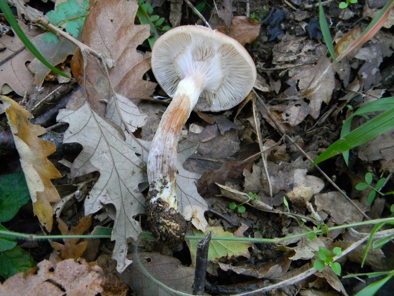 18)Fotogr il 16.11.2012. sotto Quercia