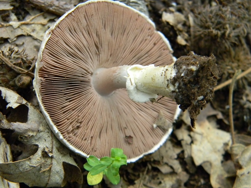 10) Fotogr. il 23.09.2014.sotto Quercia