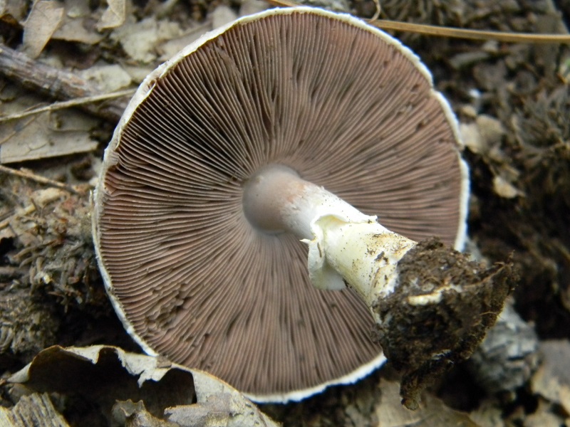 10) Fotogr. il 23.09.2014.sotto Quercia