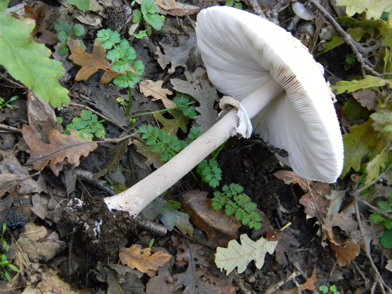 19) Fotogr il 16.11.2012. sotto Quercia