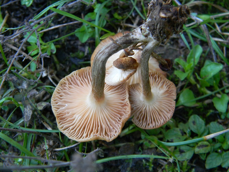 5) Fotogr.il 23.09.2014.sotto Quercia