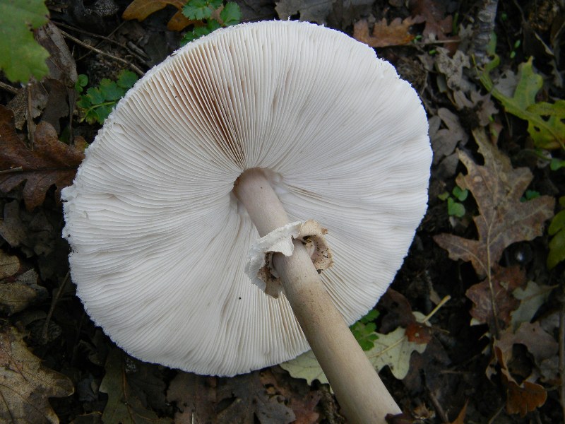 19) Fotogr il 16.11.2012. sotto Quercia