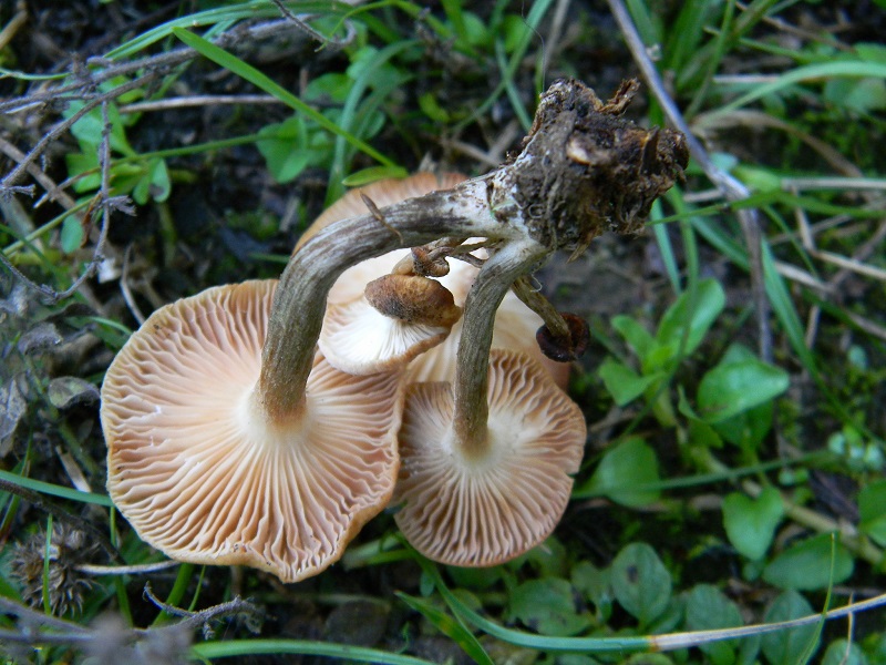 5) Fotogr.il 23.09.2014.sotto Quercia