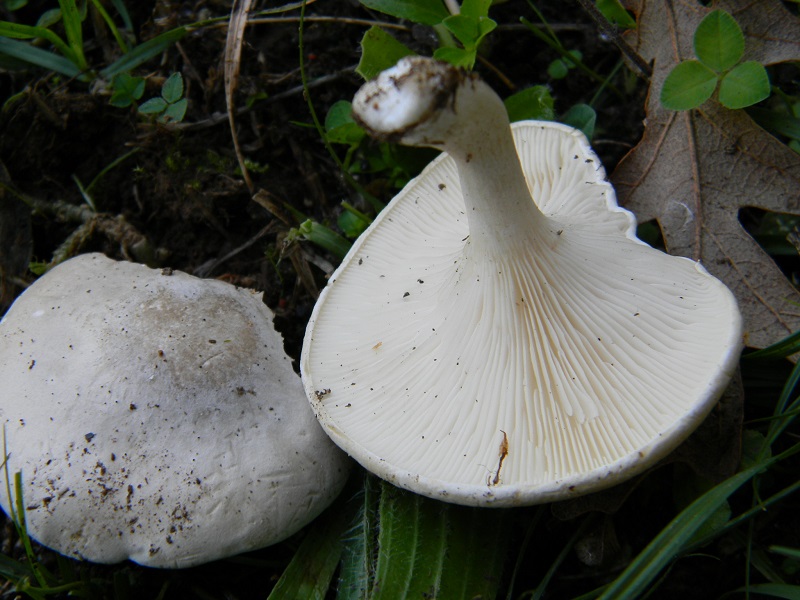 13)Fotogr.il 23.09.2014.sotto Quercia