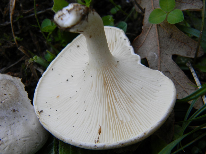 13)Fotogr.il 23.09.2014.sotto Quercia