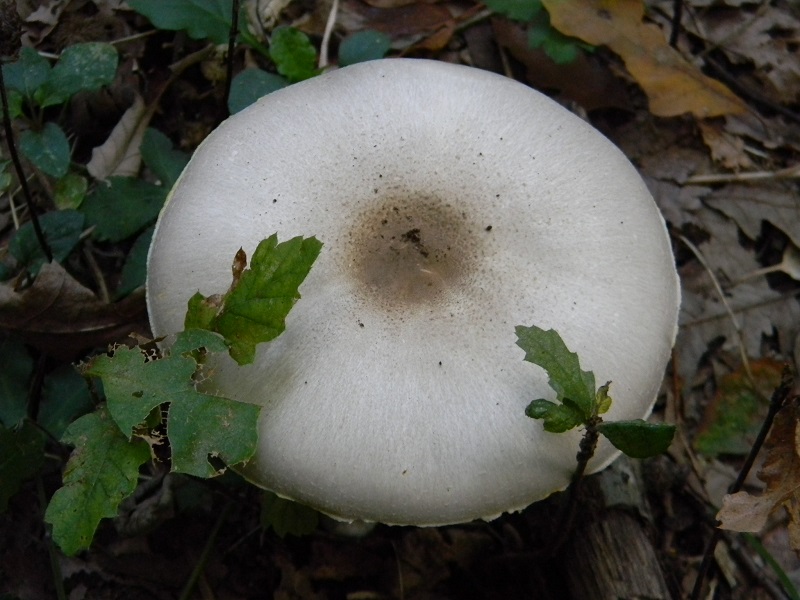 14) Fotog.il 23.09.2014. sotto Quercia