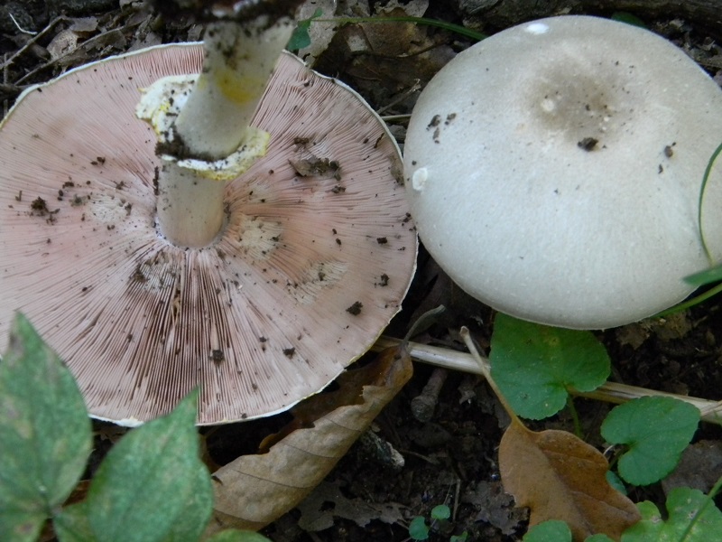 14) Fotog.il 23.09.2014. sotto Quercia