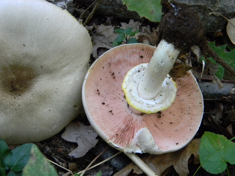 14) Fotog.il 23.09.2014. sotto Quercia