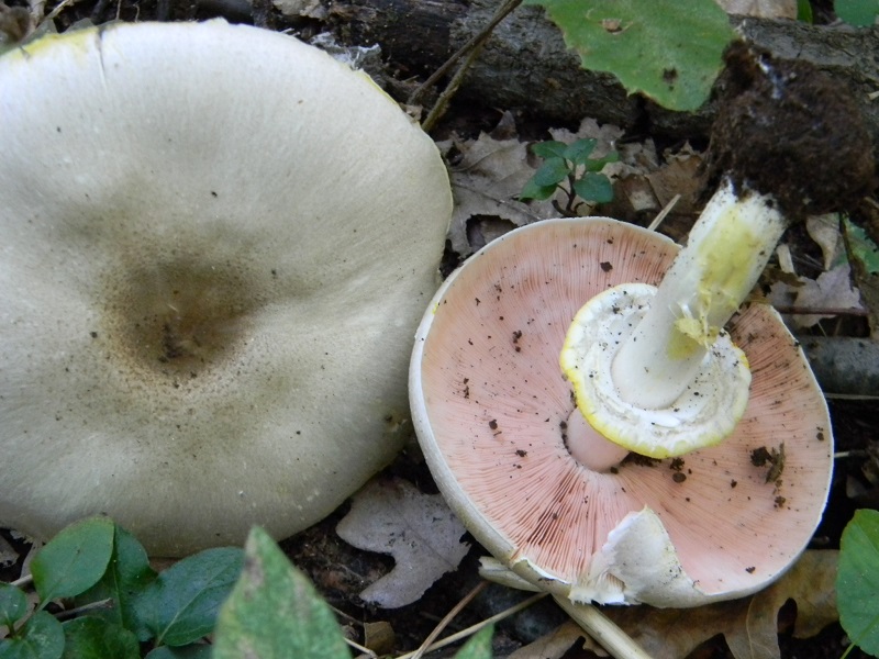 14) Fotog.il 23.09.2014. sotto Quercia