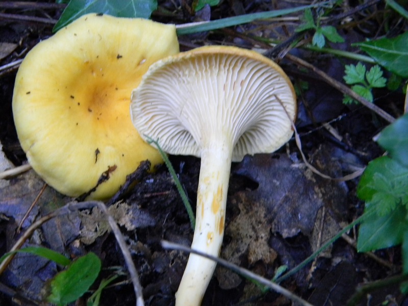 16) Fotogr.il 26.09.2014.sotto Quercia