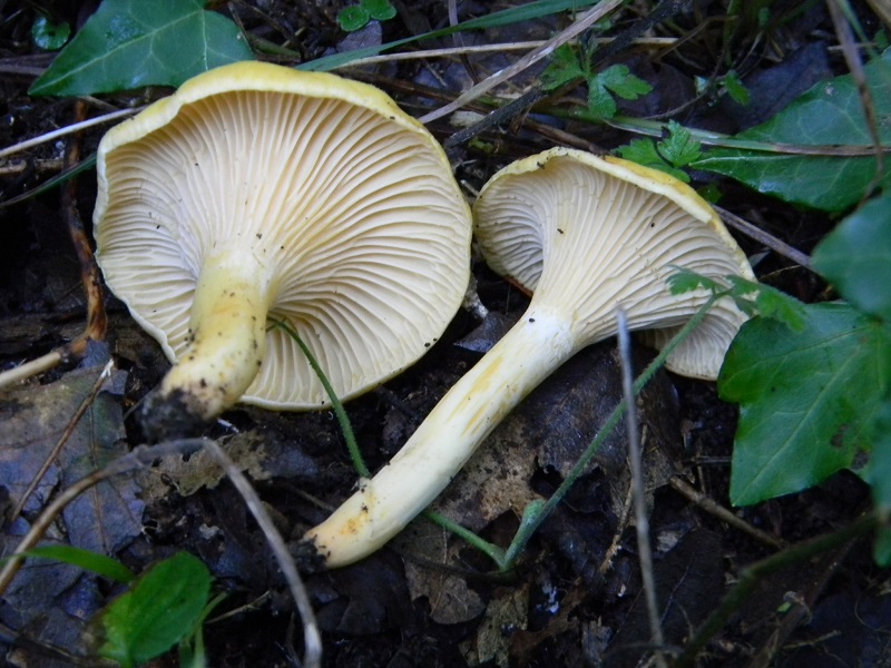 16) Fotogr.il 26.09.2014.sotto Quercia