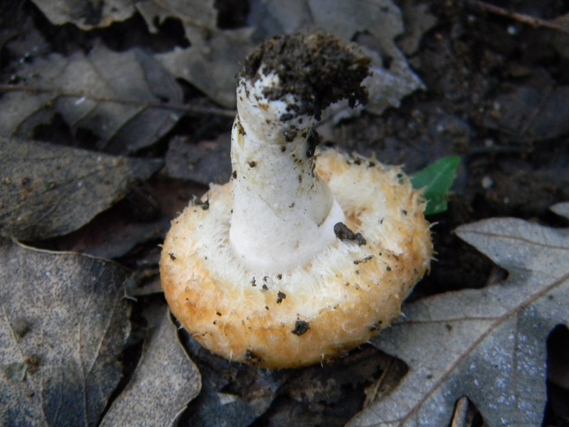 6) Fotogr.il 26.09.2014.sotto Quercia