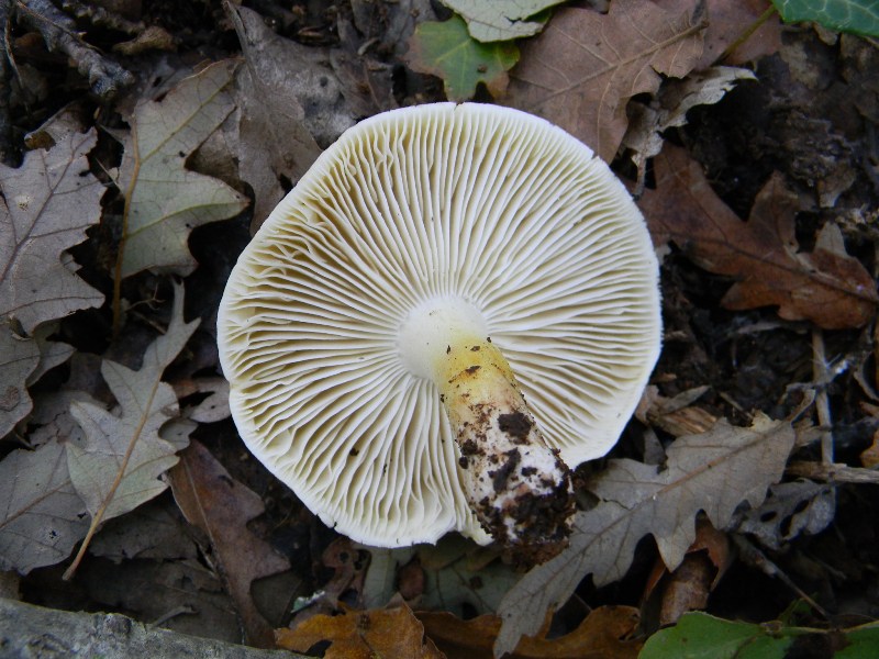 20) Fotogr il 16.11.2012. sotto Quercia