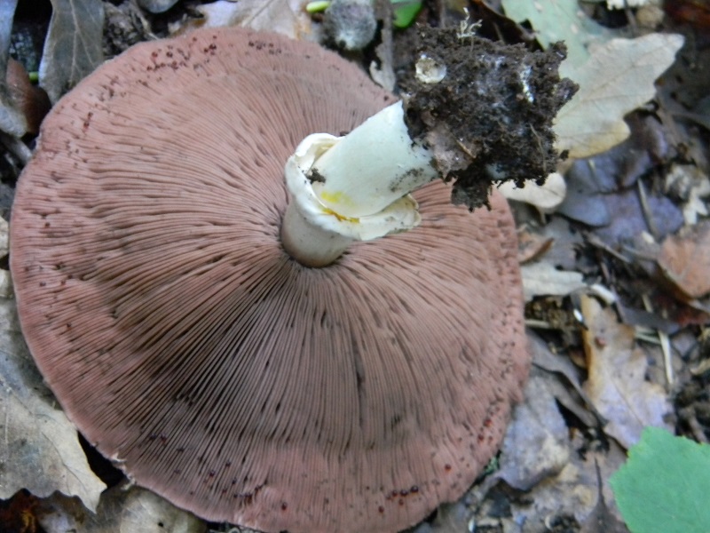 12) Fotogr.il 26.09.2014.sotto Quercia