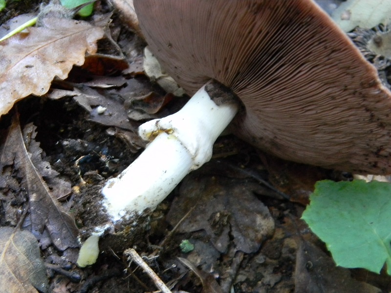 12) Fotogr.il 26.09.2014.sotto Quercia