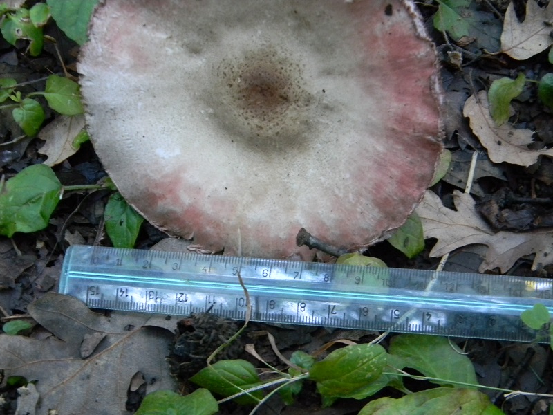 12) Fotogr.il 26.09.2014.sotto Quercia