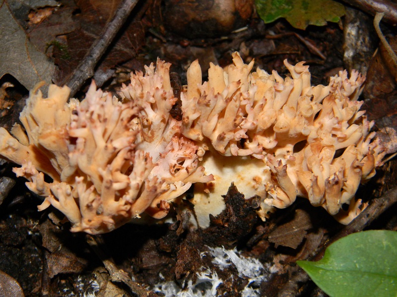 13) Fotogr.il 26.09.2014.sotto Quercia