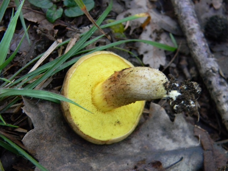 14) Fotogr.il 26.09.2014.sotto Quercia