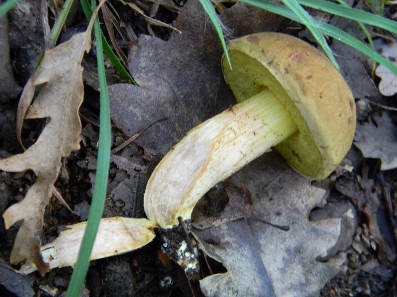 14) Fotogr.il 26.09.2014.sotto Quercia