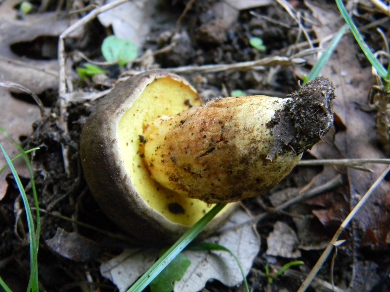 15) Fotogr.il 26.09.2014.sotto Quercia
