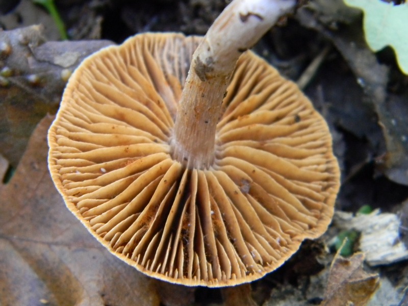 22) Fotogr. il 16.11.2012. sotto Quercia