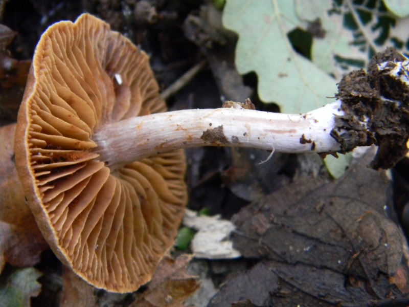 22) Fotogr. il 16.11.2012. sotto Quercia