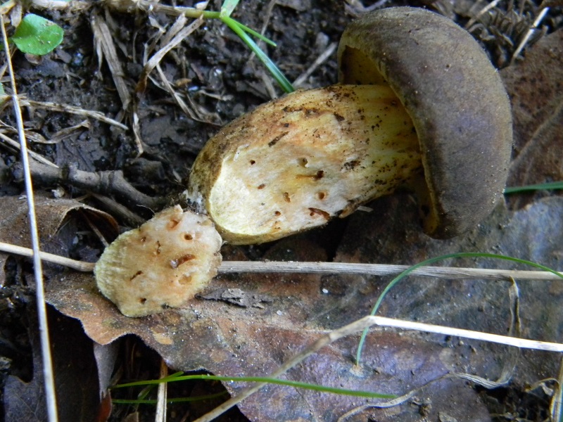 15) Fotogr.il 26.09.2014.sotto Quercia