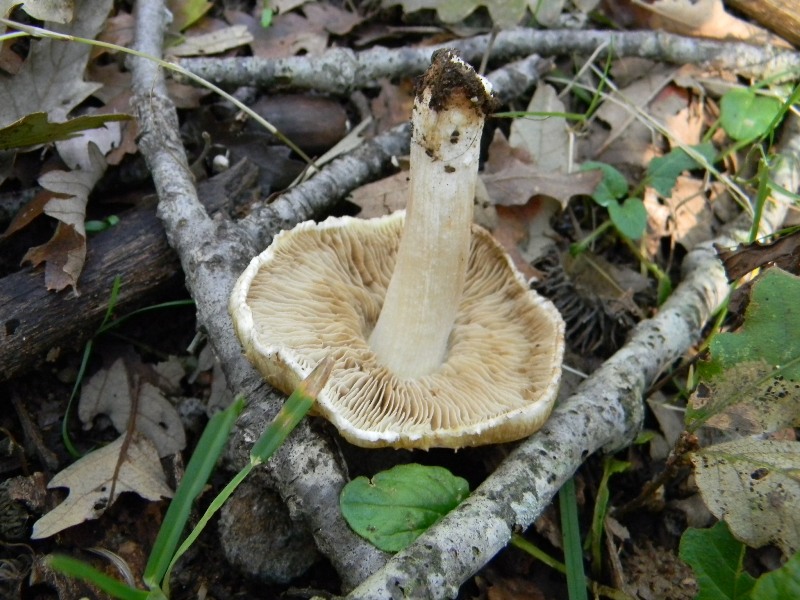 23) Fotogr. il 16.11.2012. sotto Quercia