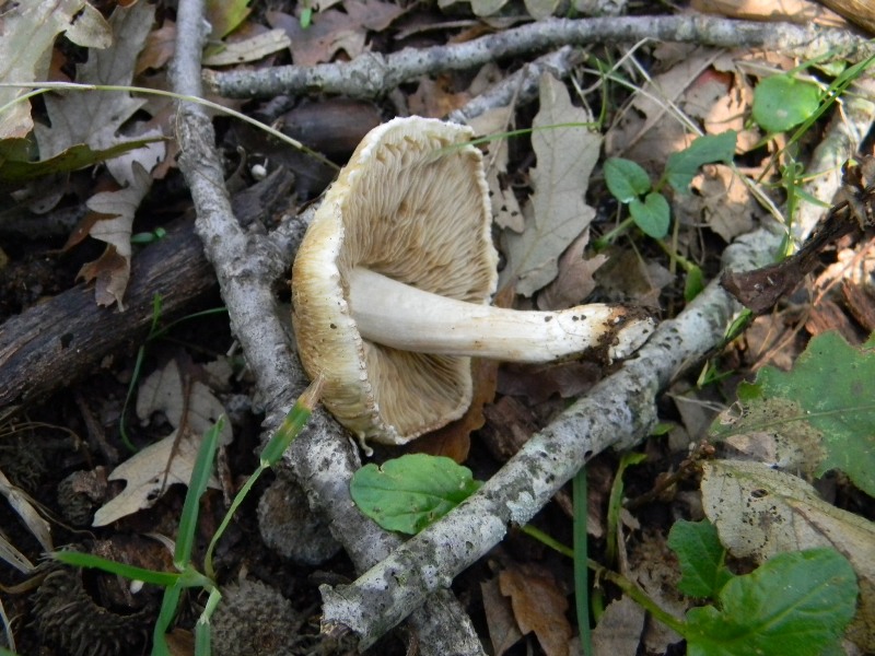 23) Fotogr. il 16.11.2012. sotto Quercia