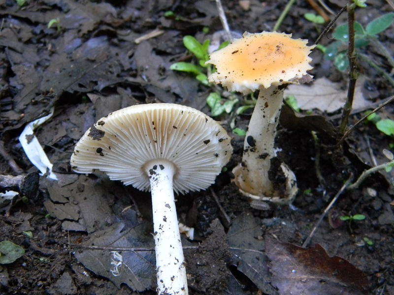 5) Fotogr.il 26.09.2014.asotto Quercia