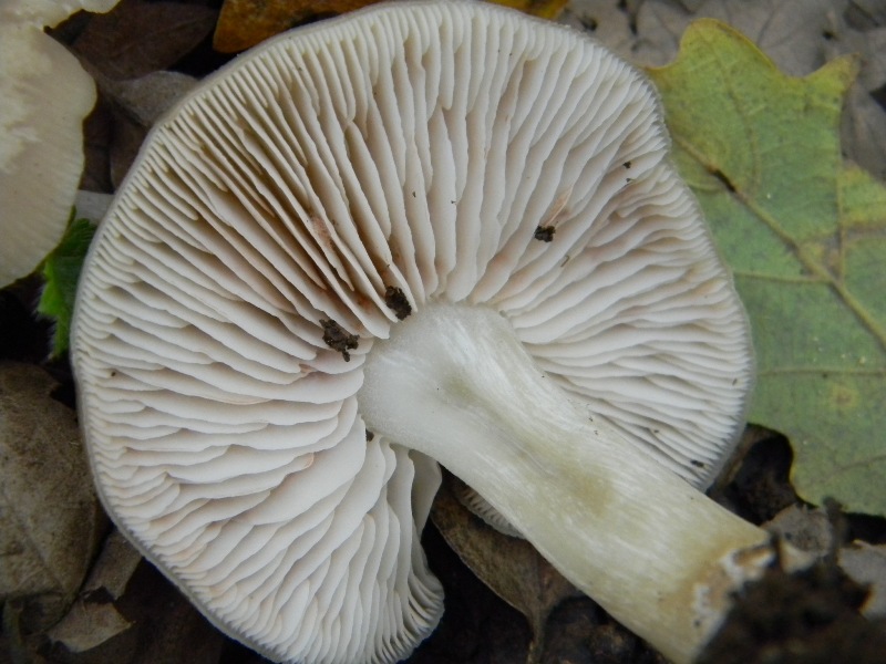 24) Fotogr. il 16.11.2012. sotto Quercia