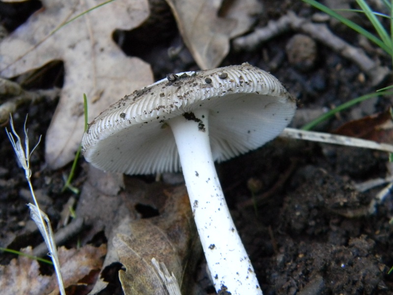 2) Fotogr.il 26.09.2014.sotto Quercia