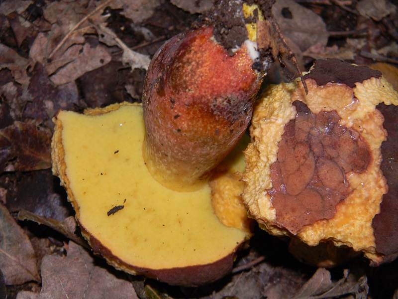 17) Fotogr.il 26.09.2014.sotto Quercia