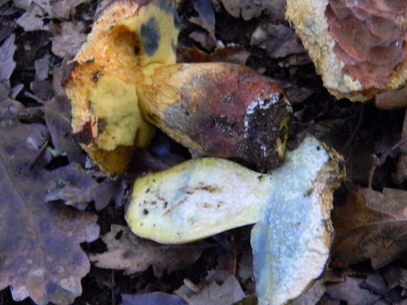 17) Fotogr.il 26.09.2014.sotto Quercia