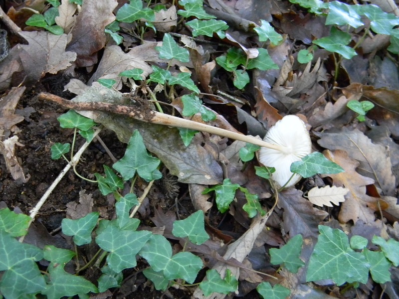 10) Fotogr.il 26.09.2014.sotto Quercia