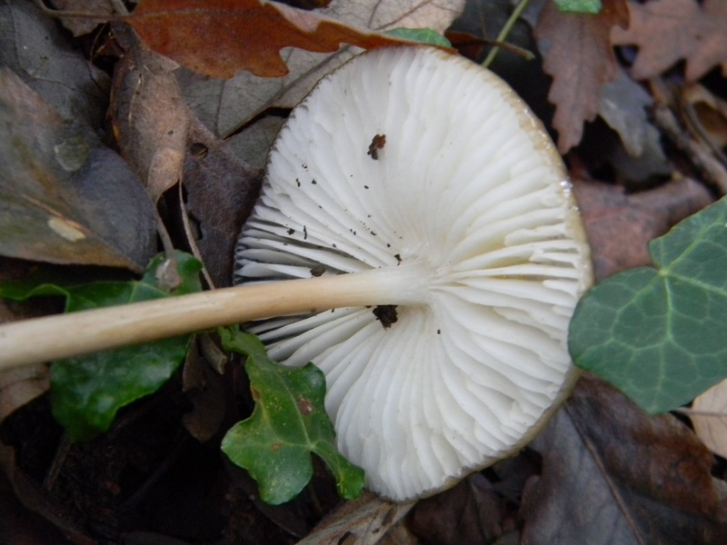 10) Fotogr.il 26.09.2014.sotto Quercia